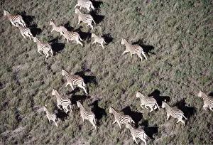Burchells: Burchell's / Common / Plains Zebra - herd running