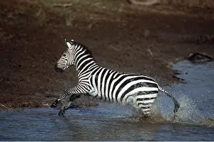 Burchells: Burchell's / Common / Plains ZEBRA - jumping out of water