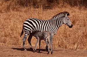 Burchells: Burchell's / Common / Plains ZEBRA - mother and