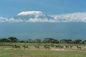 Kilimanjaro: Burchell's / Common / Plains Zebra - with Mount