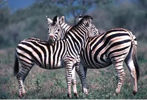 Operation: Burchell's / Common / Plains ZEBRA - mutual grooming