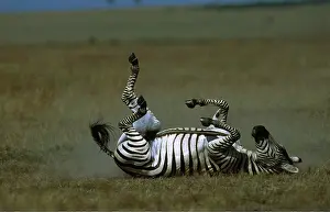 Scratching: Burchell's / Common / Plains ZEBRA - rolling on back