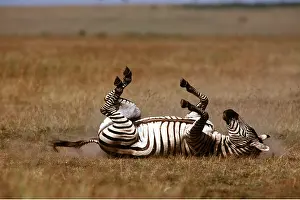 Rolling: Burchell's / Common / Plains ZEBRA - rolling on ground