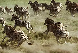 Burchells: Burchell's / Common / Plains ZEBRA - running