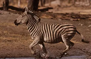 Zimbabwe: Burchell's / Common / Plains ZEBRA - running in water