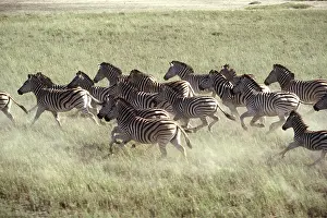 Burchells: Burchell's / Common / Plains ZEBRA - stampede