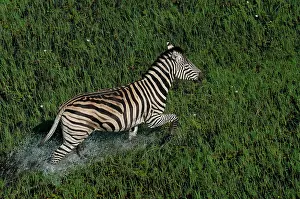 Burchell: Burchell's / Common / Plains Zebra - Walking across water