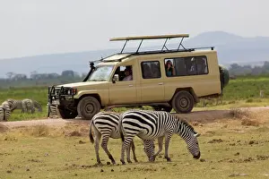 Landrover: Burchell's / Common / Plains Zebra with watching