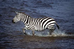 Burchells: Burchell's / Common / Plains ZEBRA - in water