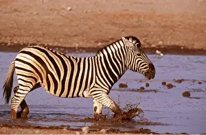 Burchells: Burchell's / Common / Plains ZEBRA - in waterhole