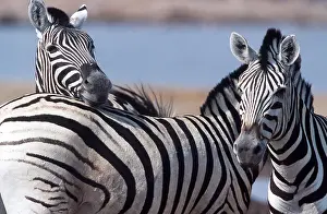 Burchells: Burchell's / Common / Plains Zebra - x three