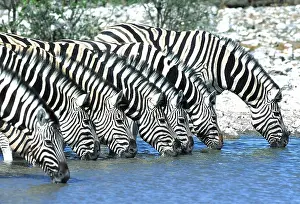 Burchells: Burchell's / Common / Plains ZEBRA - x seven drinking