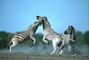 Attacking: Burchell's / Common / Plains ZEBRA - x three, fighting