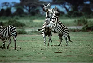 Rearing: Burchell's / Common / Plains ZEBRAS FIGHTING