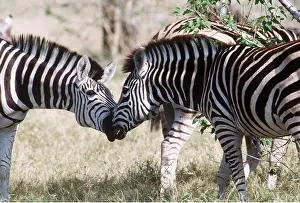 Greeting: Burchell's / Common / Plains ZEBRAS GREETING
