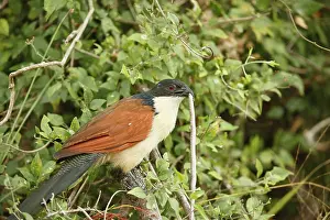 Centropus: Burchell's Coucal