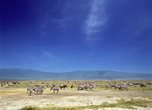 Savannahs: Burchell's / Plains / Common Zebra