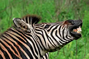 Burchell: Burchell's / Plains / Common Zebra