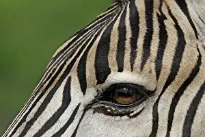 Burchell: Burchell's / Plains / Common Zebra