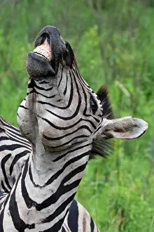 Burchell: Burchell's / Plains / Common Zebra