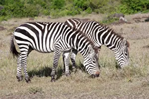 Burchell: Burchell's / Plains / Common Zebra - Grazing on