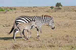 Burchell: Burchell's / Plains / Common Zebra - Mare and foal