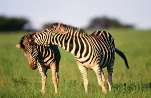 Interacting: Burchell's / Plains / Common Zebra - Pair interacting