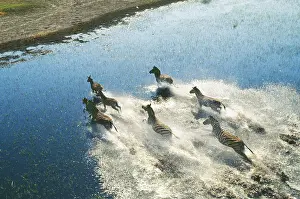 Agility: Burchell's / Plains / Common Zebra - running across water