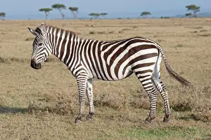 Burchell: Burchell's / Plains / Common Zebra - On savannah plains