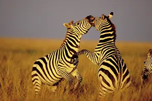 Kicking: Burchell's / Plains / Common Zebra - stallions