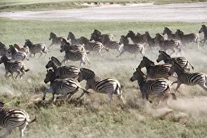 Burchells: Burchell's / Plains / Common Zebra - stampede
