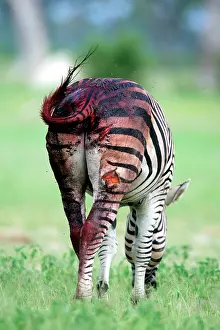 Wounded: Burchell's / Plains / Common Zebra - wounded by Lion