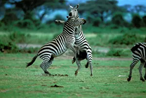 Confronation: Burchell's / Plains / Common Zebras - two fighting