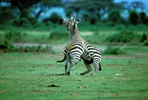 Confronation: Burchell's / Plains / Common Zebras - two fighting