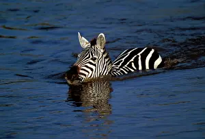 Crossings: Burchell's / Plains / Common Zebras - in water