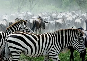 Wildebeests: Burchell's / Plains / Common Zebras and Wildebeests