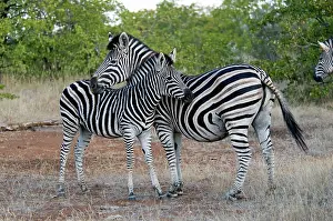 Burchell: Burchell's / Plains Zebra - mare resting chin on foal