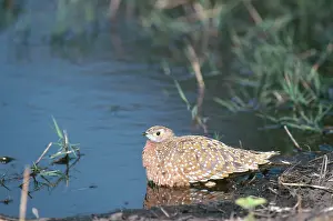 Breast: Burchell's Sandgrouse