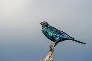 Burchells: Burchells starling