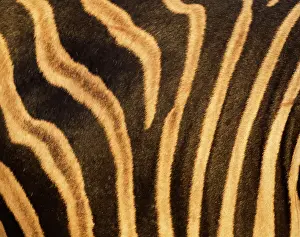 Burchell: Burchell's Zebra