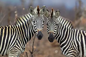 Burchell: Burchell's Zebra