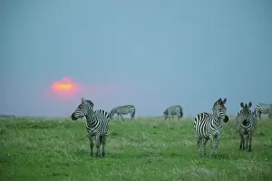 Burchell: Burchell's Zebra