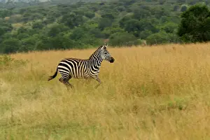Burchell: Burchell's Zebra