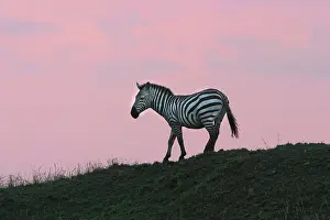Burchell: Burchell's Zebra