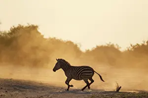 Raising: Burchell's Zebra