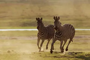 Raising: Burchell's Zebra
