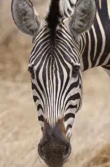 Zebra: Burchells Zebra