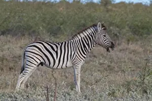 Single Animal: BURCHELL'S ZEBRA