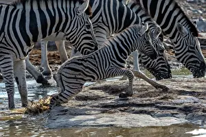 Wild Life: BURCHELL'S ZEBRA