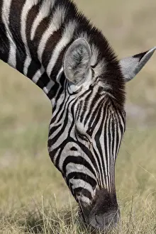 Single Animal: BURCHELL'S ZEBRA